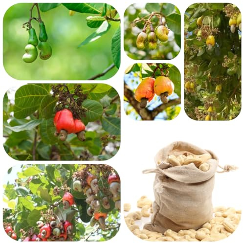 Semillas orgánicas de anacardos - Árboles frutales, plantas resistentes para el jardín. jardín de plantas semillas orgánicas Decoración de balcón con árboles frutales Fruto columnar 3pcs