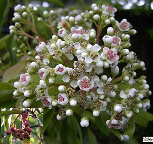 Lorbeermispel-Funkenblatt - Photinia davidiana-Stranvaesia davidiana