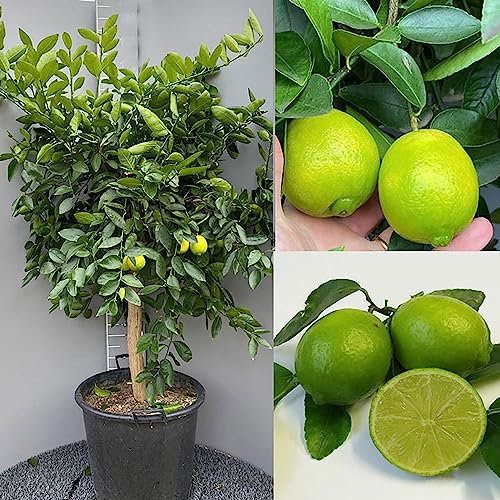 SAVINI VIVAI Zitruspflanze Tahiti-Limette im 50 cm Topf, Höhe 180-200 cm, 8-10 Jahre Veredelung, hergestellt in Italien