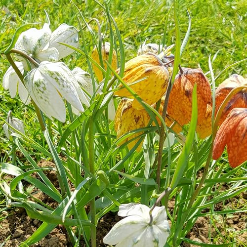 imperiale coronata balcone giardino rocce ufficio corona imperiale riverdimento tetti decorativi decorazione balconi resistenti 8Bulbi