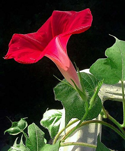 IPOMEA ROSSO NR.50 SEMI