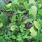 Viridis Hortus - Lettuce Bright & Spicy BabyLeaf Salad Mix 1000 (2.34g's Approx.) Seeds