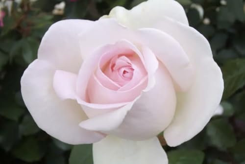 Prince Jardinier - Light Pink Fragrant Floribunda - Bare Root Rose