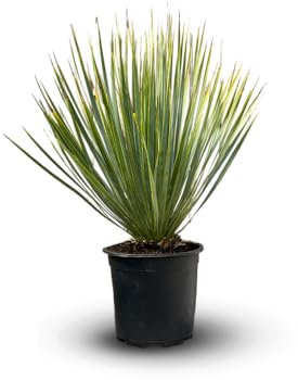 Attitude Jardin - Yucca rostrata - pianta mediterranea - 50-60 cm - ⌀ 16 cm - pianta da esterno