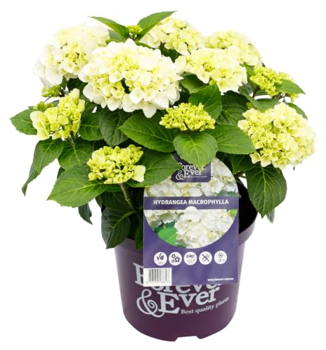 Green boutiQ - Balkonpflanze - Hortensie - Hydrangea Forever & Ever - Weiß - 7-12 Blumen - 2 Pflanzen - Topf 23cm Höhe 55cm