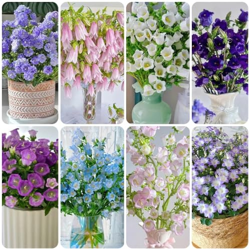 Semillas de campanilla - campanilla resistente Campánula mediana - exóticas de balcón resistentes para el jardín 500pcs