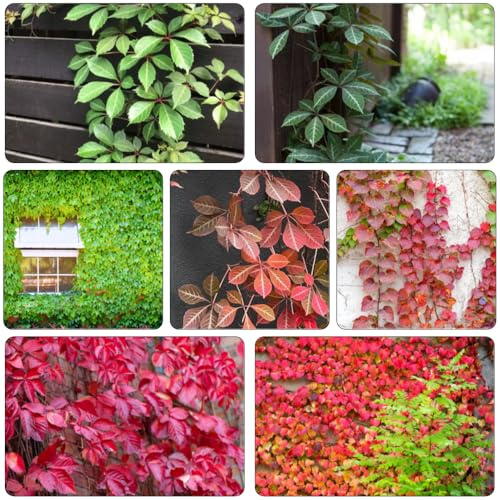 Vino selvaggio macero Parthenocissus tricuspidata di ufficio semi di riverdimento tetti balcone resistenti decorazione ufficio giardino rocce bonsái 100pcs