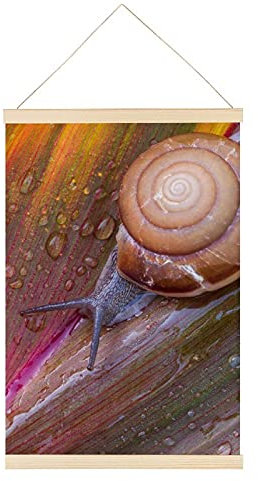Magnetischer Posterrahmen Schnecke Posterschiene Holz Posterleisten Drucken Posterhänger Bilderleiste 40x60cm