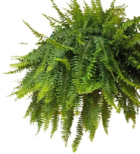 Helecho Colgador XXL Natural Planta de 50cm en Maceta de 20cm