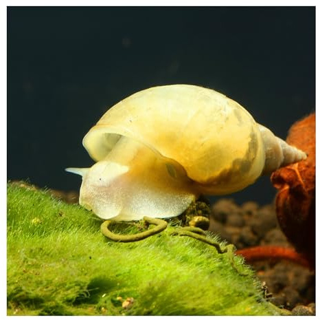 10 x Yoda Schnecke, Spitzschlammschnecke, Lymnaea stagnalis Aquariumschnecke, kleinbleibend, sehr aktiv, pflegeleicht, Algenfresser
