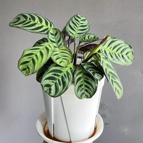 Semi di calathea, maranta, d'appartamento che purificano l'aria di Calathea - giardino, balcone giardino, verdi 300pcs