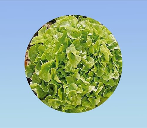 300 Graines de Laitue Feuille de Chêne Blonde : Facile à Cultiver