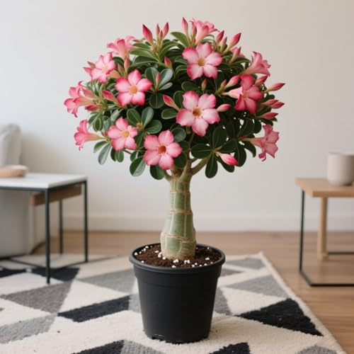 Rosa del deserto in Vasca-Colore Vivido/Decorazione per Casa e Giardino/per Ogni Spazio/Resistente e Facile da Curare(OPVDJD)-D-2 Rhizome