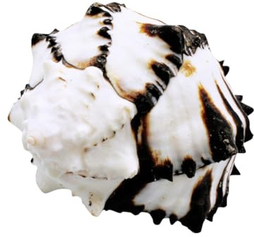 Cabilock Natürliche Muschel Deko für Aquarium Elegantes Landschaftsaccessoire Fischglas Ornament aus Echtem Shell Material Stressabbau und Einfache Reinigung Fischbecken Verschönerung
