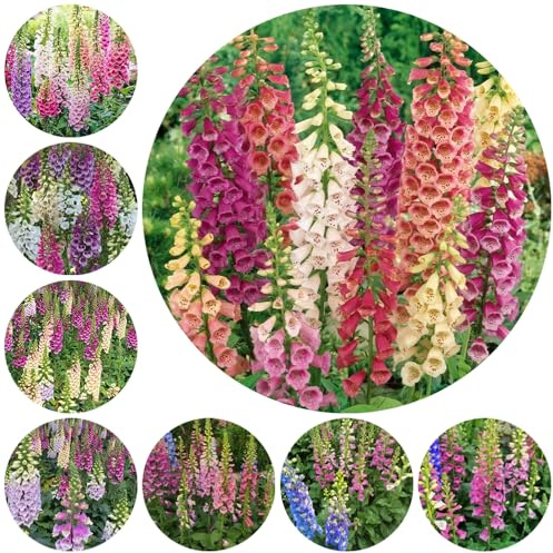 semillas de dedalera, perenne resistente decoración silvestres verano primavera para 1000pcs