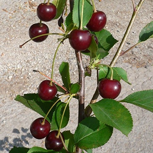 Achat (S) süßfruchtige Sauerkirsche Buschbaum kleinbleibend 100-125 cm 3,5 Liter Topf