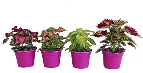 Coleo Plantas Vivas Pack de 4 Unidades de Solenostemon o Cóleos de Varias Especies Diferentes