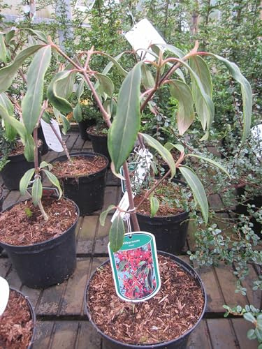 Viburnum henryi - Chinesischer Schneeball - 40-60cm - immergrün