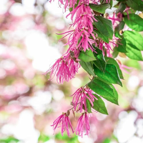 Zaubernuss - exotische alte sorten sträucher garten stauden winterhart mehrjährig geschenke für gärtner balkonpflanzen bio seltene kräutersamen blumensamen gartendeko für draußen 65Samen