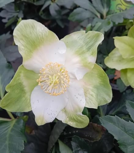 Christrose Helleborus Niger weiß 1 L Topf