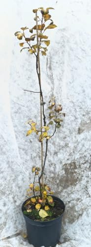 Malus domestica 'MM106' (Marcotte) / Pommier/Conteneur de 7 à 10 litres/Fruitier