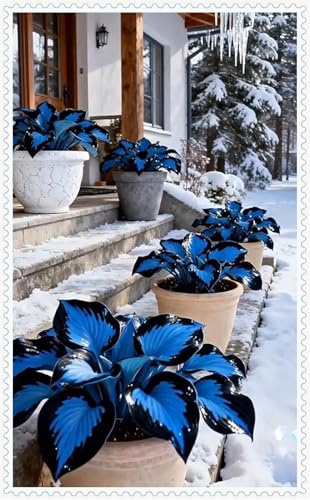 Resistenti al freddo e alla siccità-Bulbi di Hosta-Hosta Bulbi-Rare-4 Bulbi-G