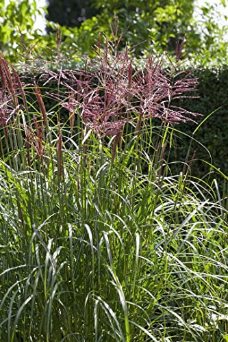 Miscanthus sinensis 'Nippon' – Winterhart, Mehrjährig, Pflegeleicht – Chinaschilf – Ziergras für Beet & Kübel
