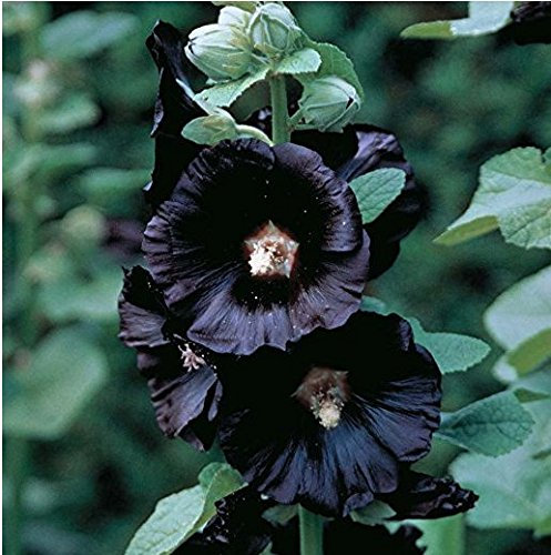 Graines de Roses trémières noire 30 graines, 450 mg – Rose trémière