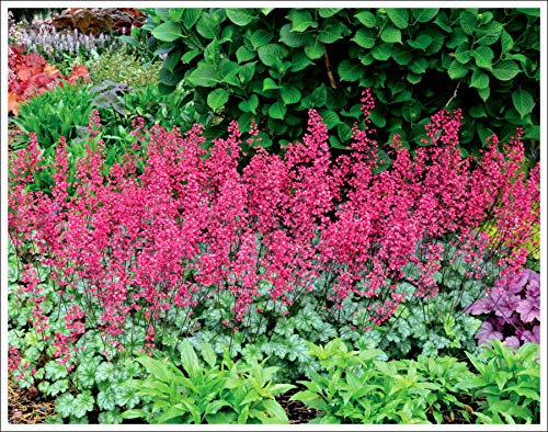 Stauden Gänge 1 x Heuchera Hybride 'Paris' im 1 Liter Topf (Staude/Winterhart/Bodendecker/Mehrjährig/Immergrün) Purpurglöckchen - Leuchtend rote Blüten, zeitlose Schönheit - Dauerblüher