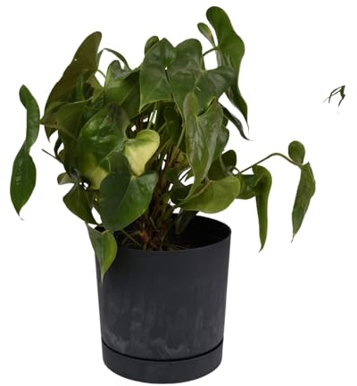 B2C Plant Pots Indoor Outdoor Plastic Marble Concrete Flowerpot Small Medium Large Tubo 5 Colours (30 cm, Anthracite)