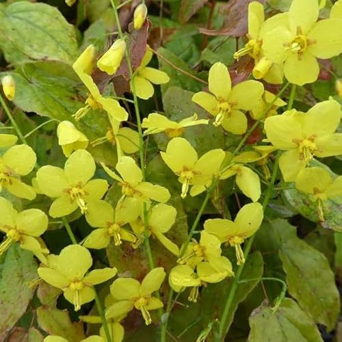 6x Elfenblume 'Frohnleiten' - Epimedium × perralchicum 'Frohnleiten' - Topf 9x9cm - Immergrüner Bodendecker