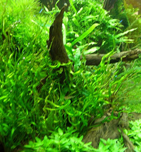 Mühlan - Wasserpflanzensortiment Farbtraum, überwiegend farbige und rote Aquarienpflanzen inkl. Dünger