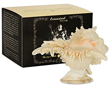 Extasialand Massagekerze in einer echten Muschel - Neptune's Dream Duftkerze Pacific Passion hochwertigster Massagewachs mit Shea Butter, Vitamin E und Cocosnuss Öl