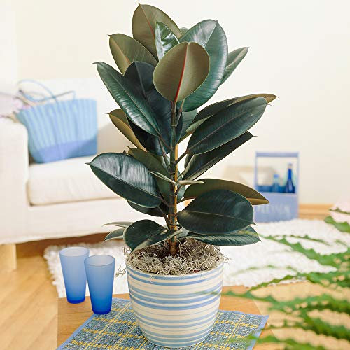 Ficus Abidjan | Indoor Potted Houseplant for Sale | (30-40cm Incl. Pot)