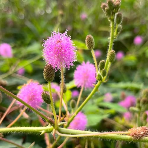 mimosen mimosa - mimose - winterharte deko balkon zierblumen blumendeko bio blumenbeet winterharte garten topfpflanzen draußen winterhart 300samen