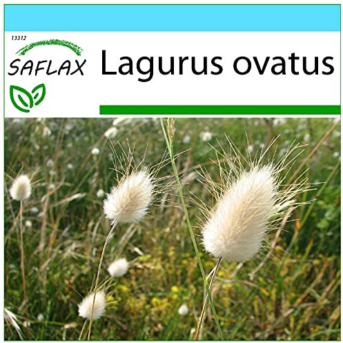 SAFLAX - Geschenk Set - Gräser-Bambus-Hasenschwanz-Gras/Samtgras - 100 Samen - Mit Geschenk- / Versandbox, Versandaufkleber, Geschenkkarte und Anzuchtsubstrat - Lagurus ovatus