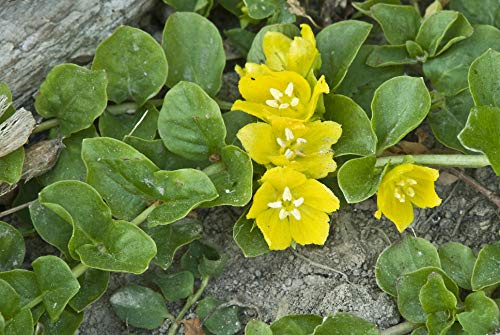 PondPlantsUK 2 x Marginal Plants - Including a Pot and Compost - Live Water Plant Aquatic Pond Lake Marginal (Lysimachia nummularia (Creeping Jenny))