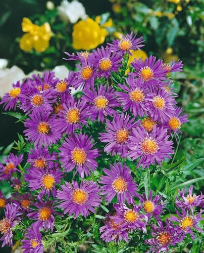 Aster dumosus 'Augenweide' 9x9 cm Topf – Winterhart, Mehrjährig, Pflegeleicht – Kissen-Aster – Beetstaude für Garten & Rabatte