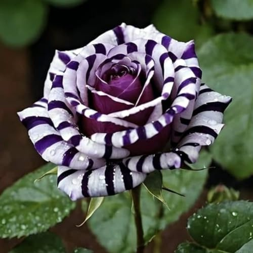 Eleganz Rosen-Rhizom, Überraschend wachsend, Winterhart Mehrjährig, Geeignet für Frühling und Herbst, Kein Gießen Erforderlich-2 Rhizom-F