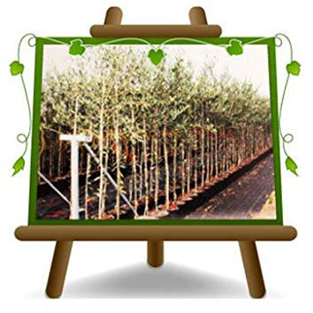Olivier Olivenbaum Oliven Moraiolo - Obstpflanze Baum max 160-3 Jahre Anbau Italien