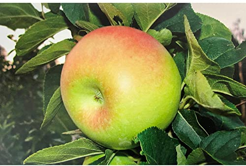Vivai le Georgiche - Pianta vera di Melo Cerina Malus domestica 'Cerina' - vaso Ø 20 cm - altezza alla vendita 160-180 cm