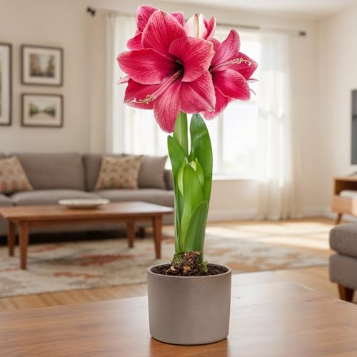 FLORIUM Amaryllis Zwiebel Pink Magic | 1 Blumenzwiebel in Großformat 26/30 | Exklusive Blumenzwiebeln Amarillis | Echte Pflanzen aus Holland | Hippeastrum Zwiebeln