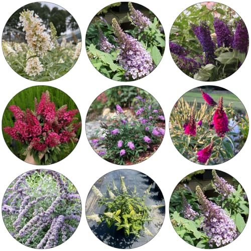 semi di Buddleja davidii - decorazione giardino ombra, resistente autunno decorazione giardino interni 180pcs