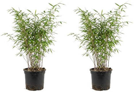 Bloomique - Lot de 2 - Fargesia Nitida Gansu - Plante bambou - Non envahissante - Rustique - Persistante - Plante haie - Plante de Jardin - 50-70 cm hauteur - Pot 17 cm