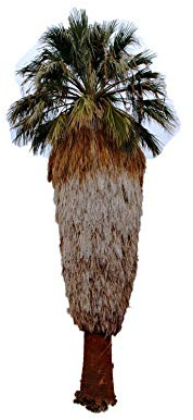 Washington Palme (Washingtonia filifera) 50 frische Samen (Winterharte Palme)