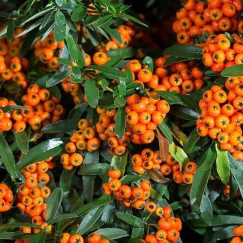 Pyracantha “Navaho” [Vaso Ø18cm]
