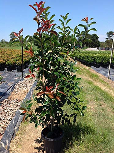 Pianta adulta Photinia Fraseri Red Robin Fotinia da siepe PROMOZIONE 18 piante in vaso 2 litri h 70/100 cm Vivaio di Castelletto