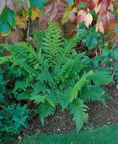 Polystichum setiferum 'Proliferum Dahlem' 9x9 cm Topf – Winterhart, Mehrjährig, Pflegeleicht – Schildfarn – Schattenstaude für Beet & Unterpflanzung