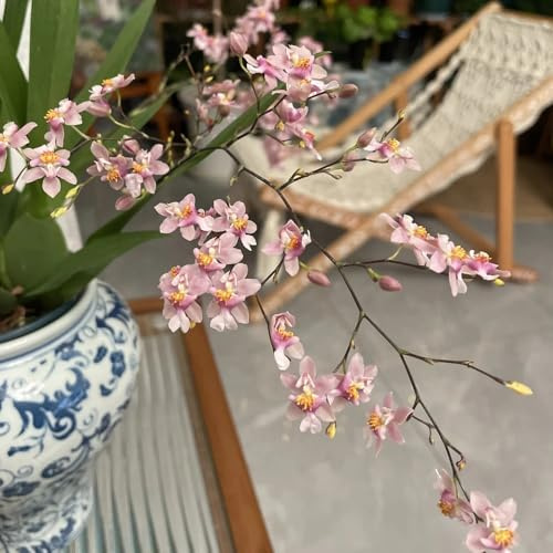 Semi di orchidea Oncidium, vecchie varietà Oncidium hybridum, semi di regali per gli amanti del giardino autunnali resistenti da ufficio decorazione 450pcs