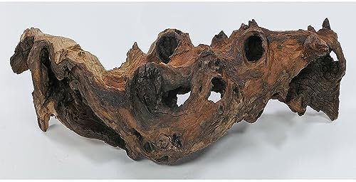 Deggelbam Mopani rot storlek M // äkta trärot akvariedekoration räkor prydnadsfiskar hård scape 20–30 cm (mangrove savanna)